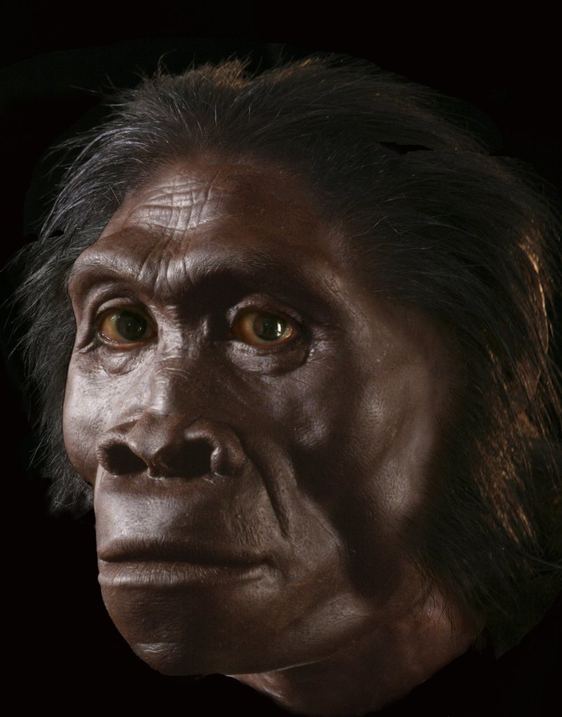 Female Homo habilis (1.9 million years ago) by John Gurche